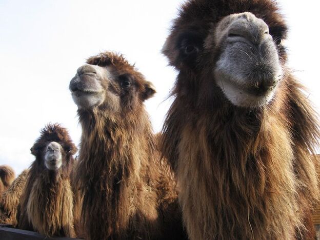 E Camel Bauch